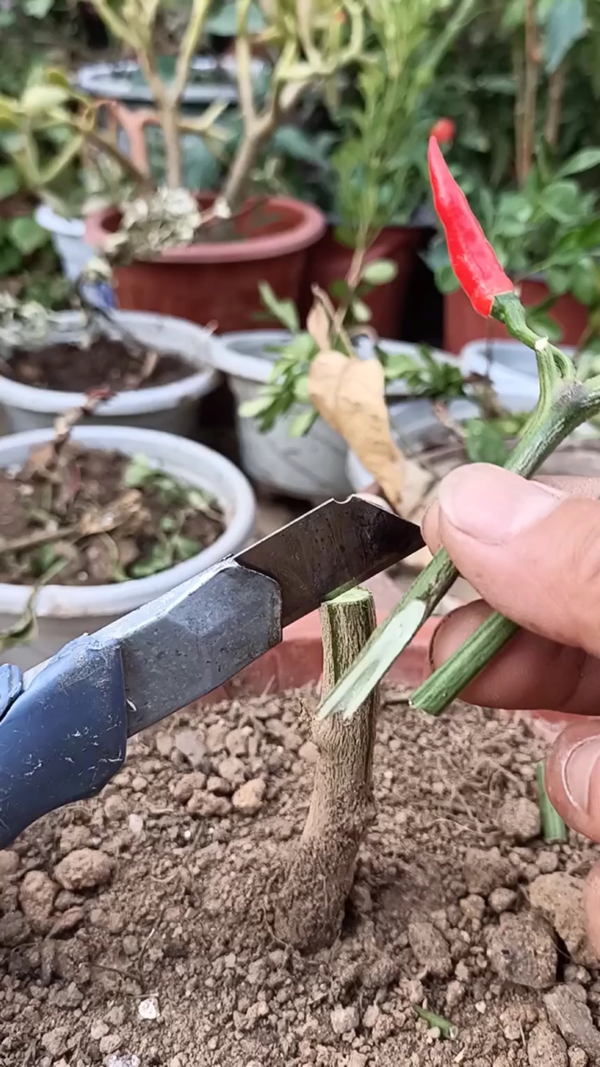 嫁接技术#世劈接多年生辣椒技术,世界第一技术,提高产量千倍