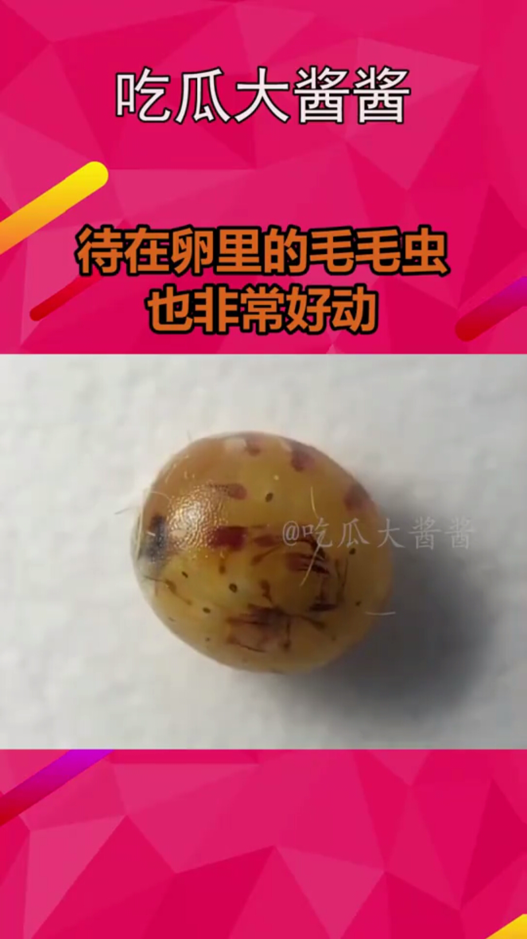 待在卵里的毛毛虫,也非常好动