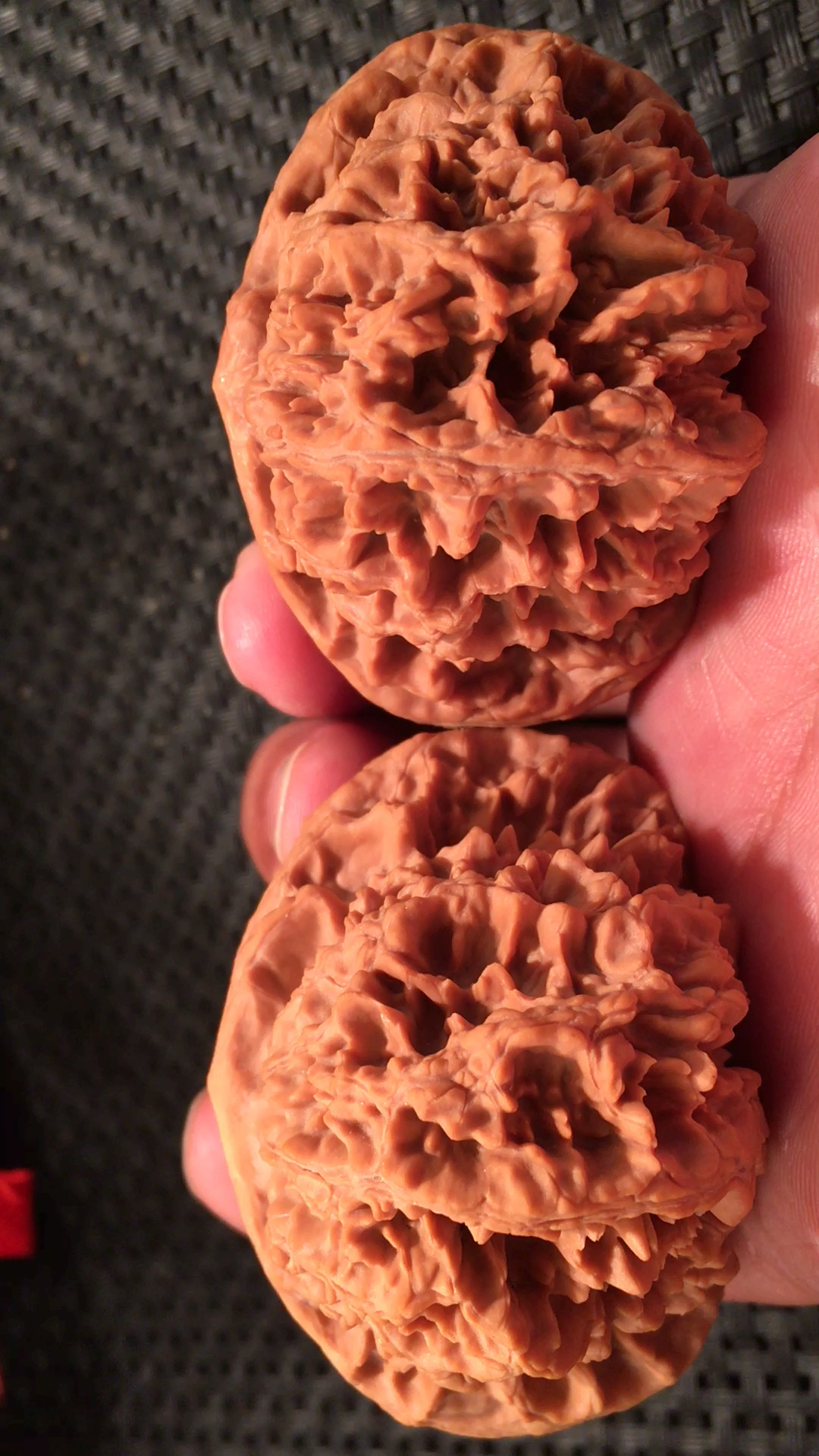 精品老树中国大花狮子头,现锁尺边55肚53高40