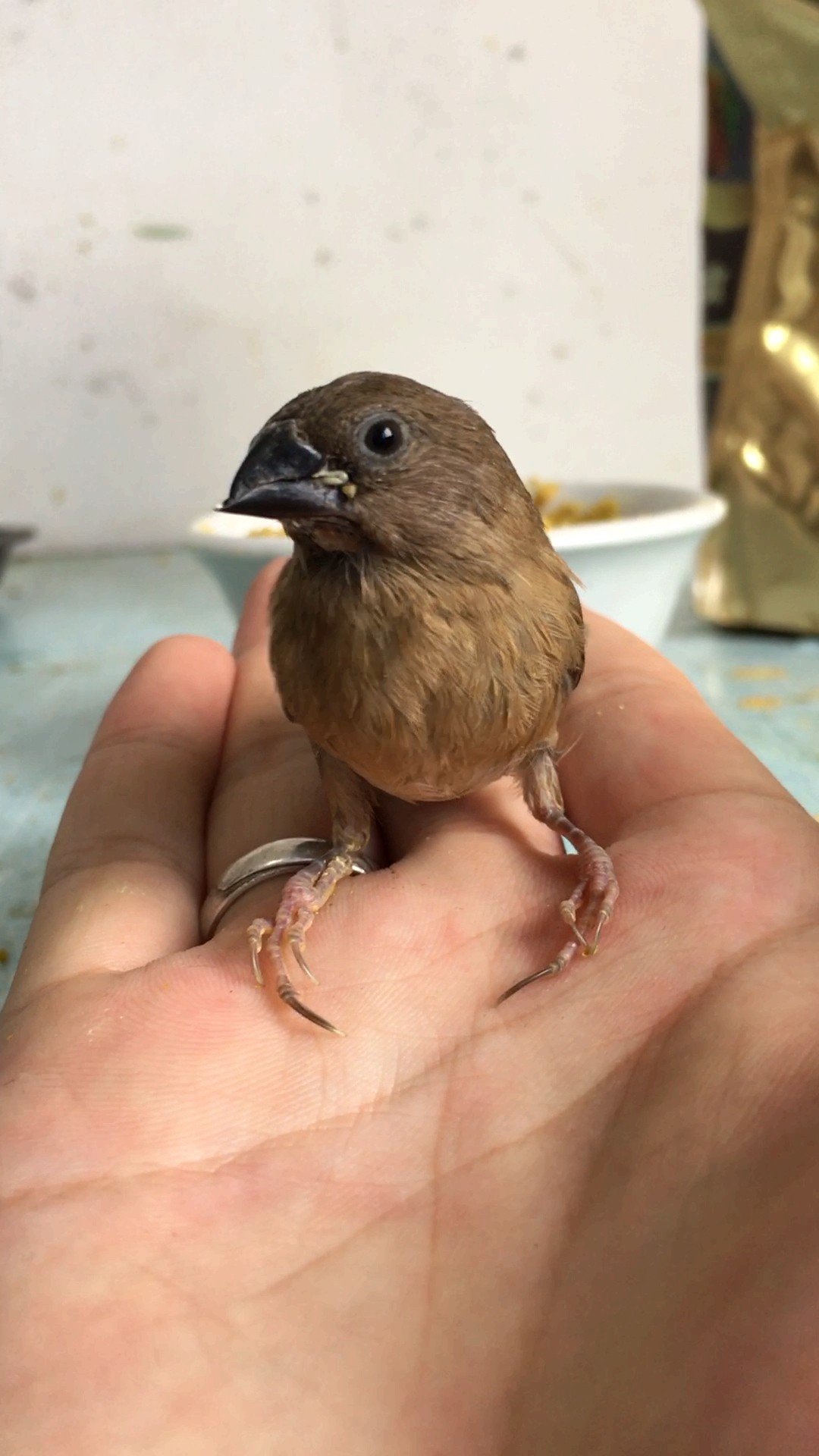 拇指大小的鸟你见过吗?