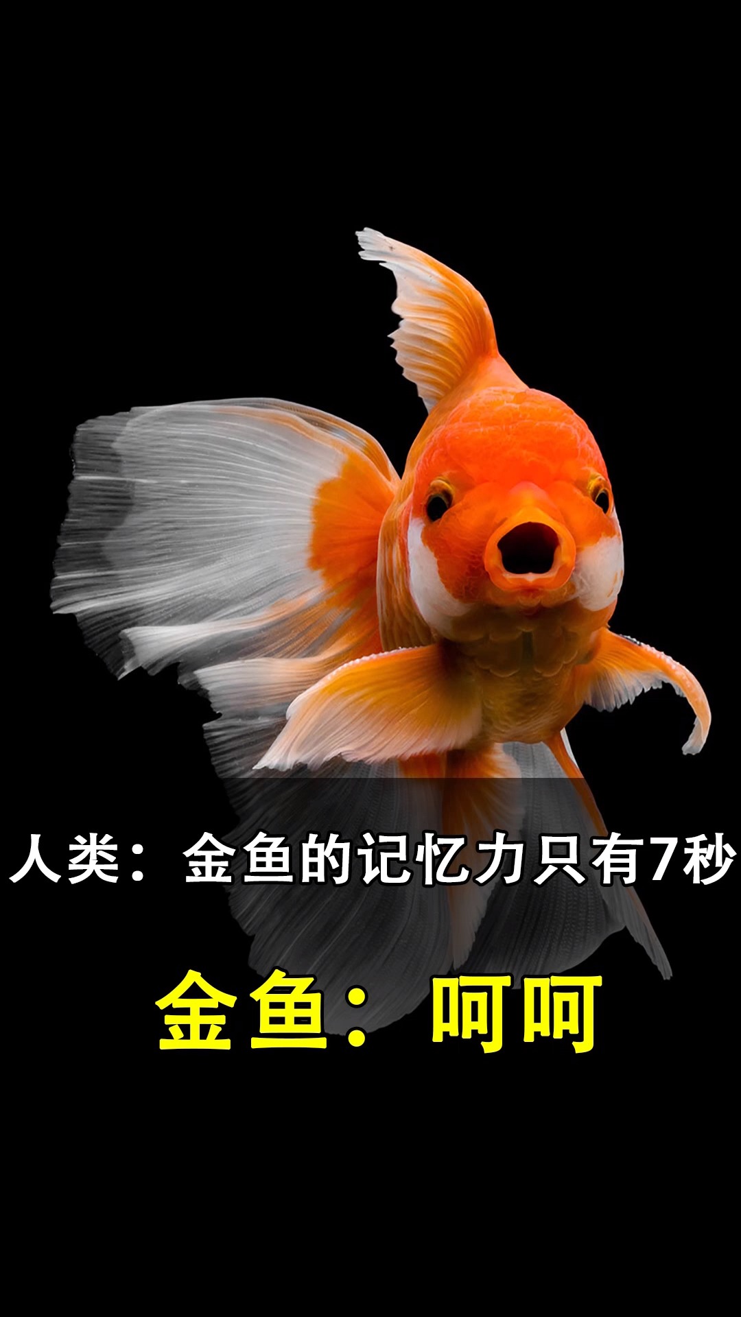 鱼的记忆#金鱼记忆真的只有七秒吗?