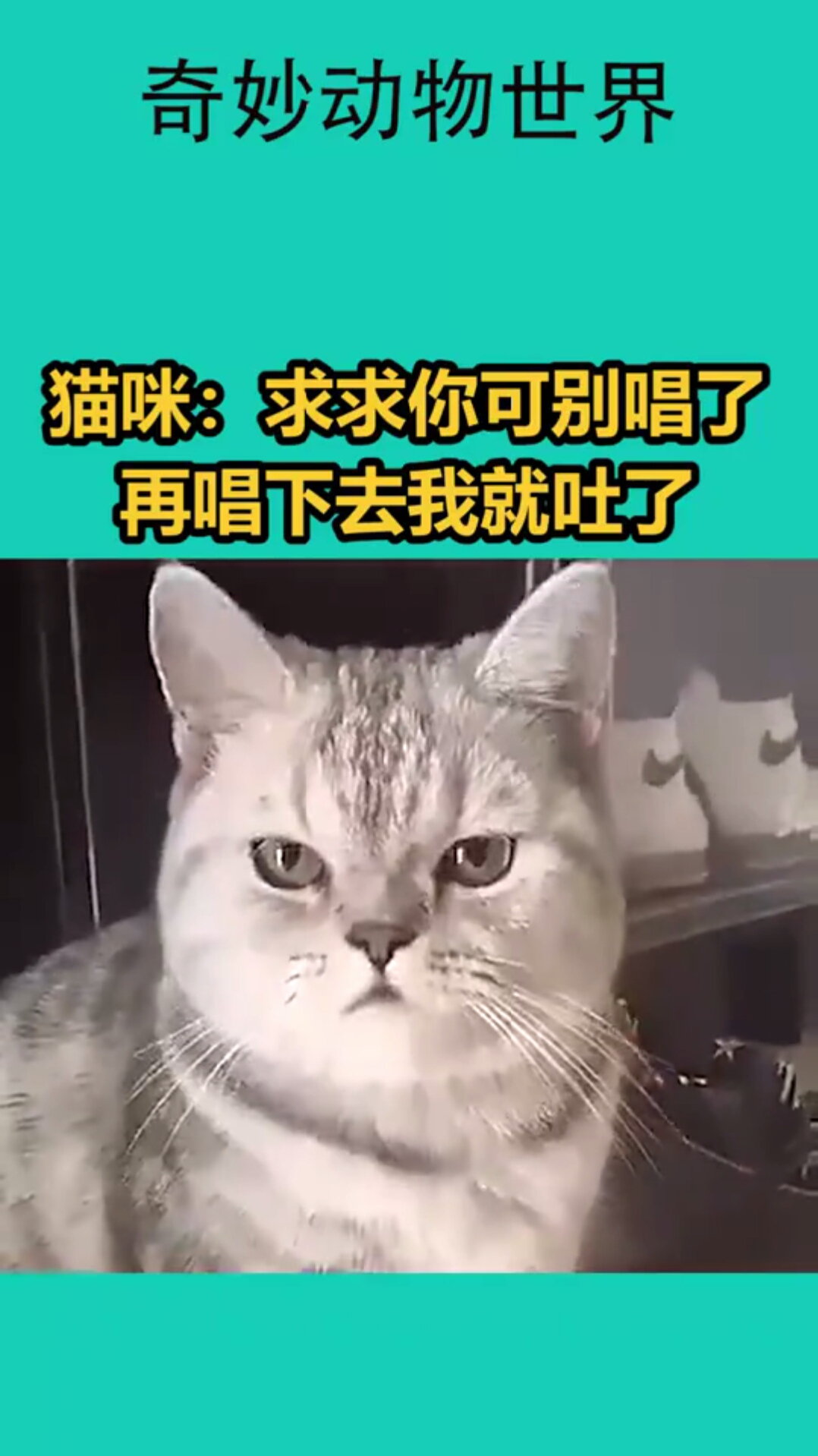 猫咪:求求你可别唱了,再唱下去我就吐了