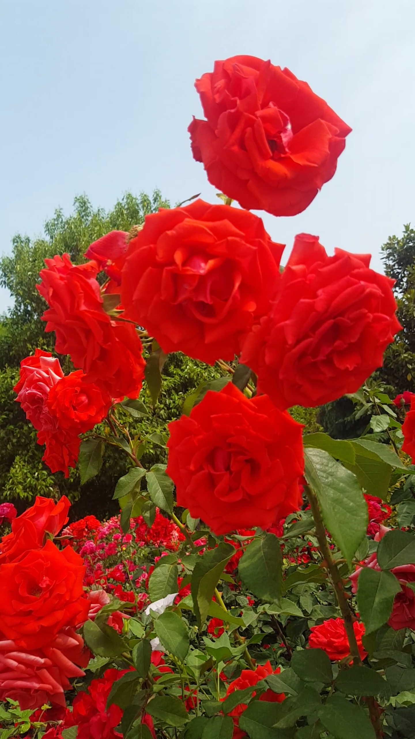 我要上热门#好漂亮的红色月季花