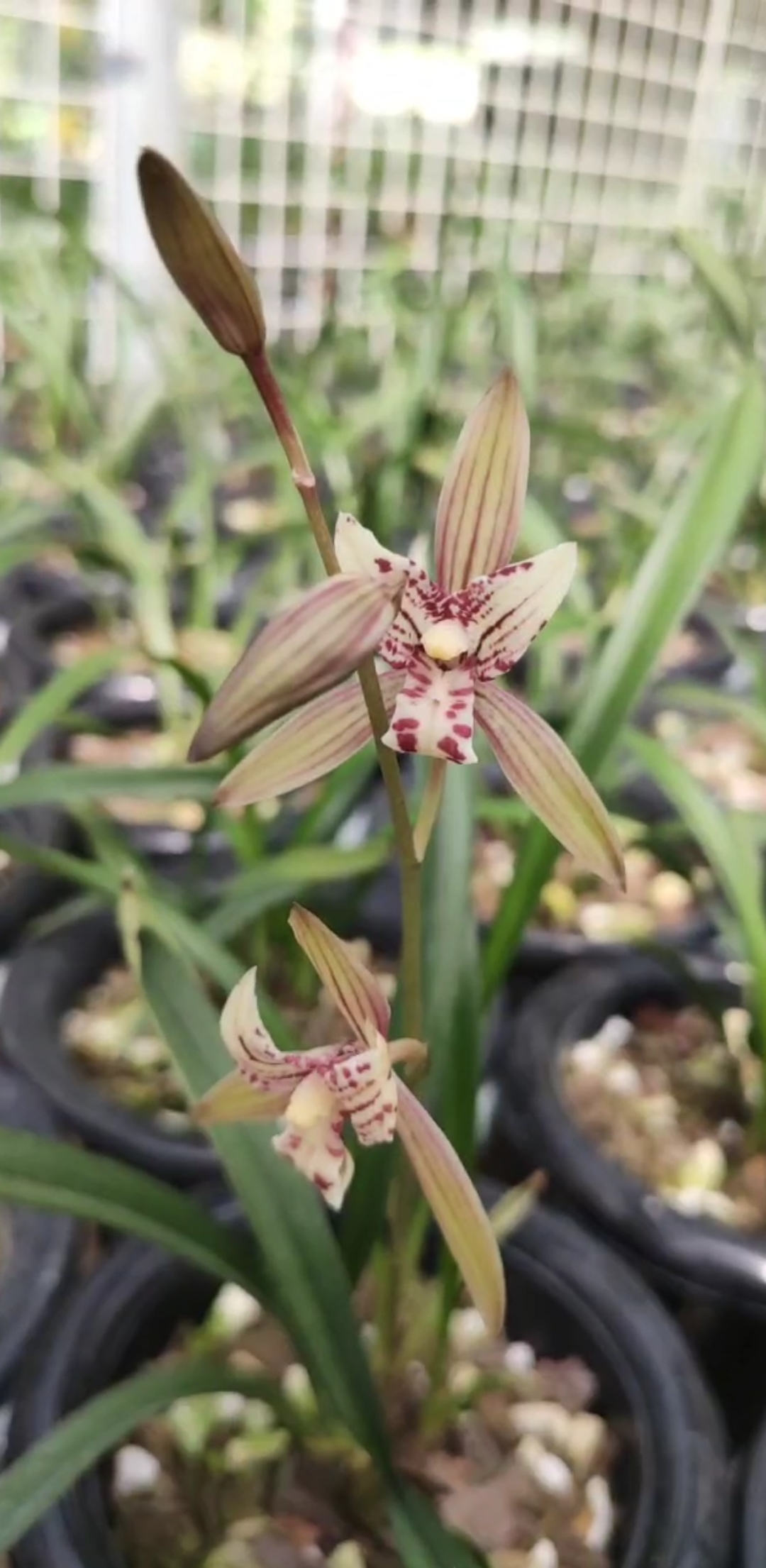 兰花#建兰红水晶 想看更多兰花视频双击加关注