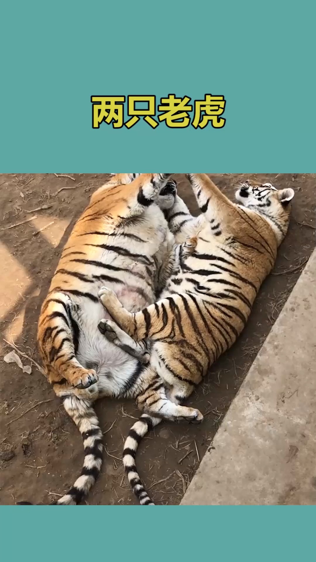 我要上热门#老虎:最近来滑铲的人有点多,都吃撑了