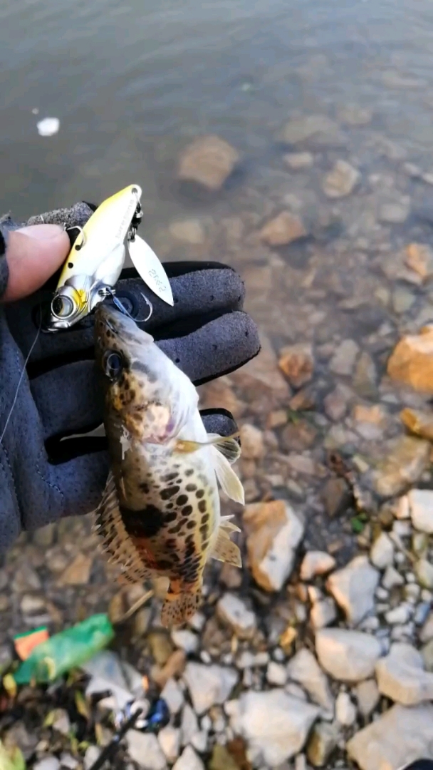 小桂鱼胆子不小嘛