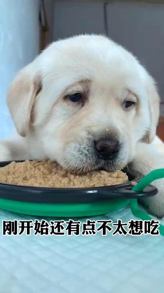 搞笑视频#白胖子断奶记:狗狗不吃饭通常是惯的,没有什么是饿一顿解决