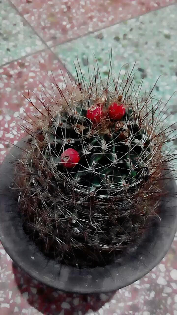我的老仙人球上面有三个果实