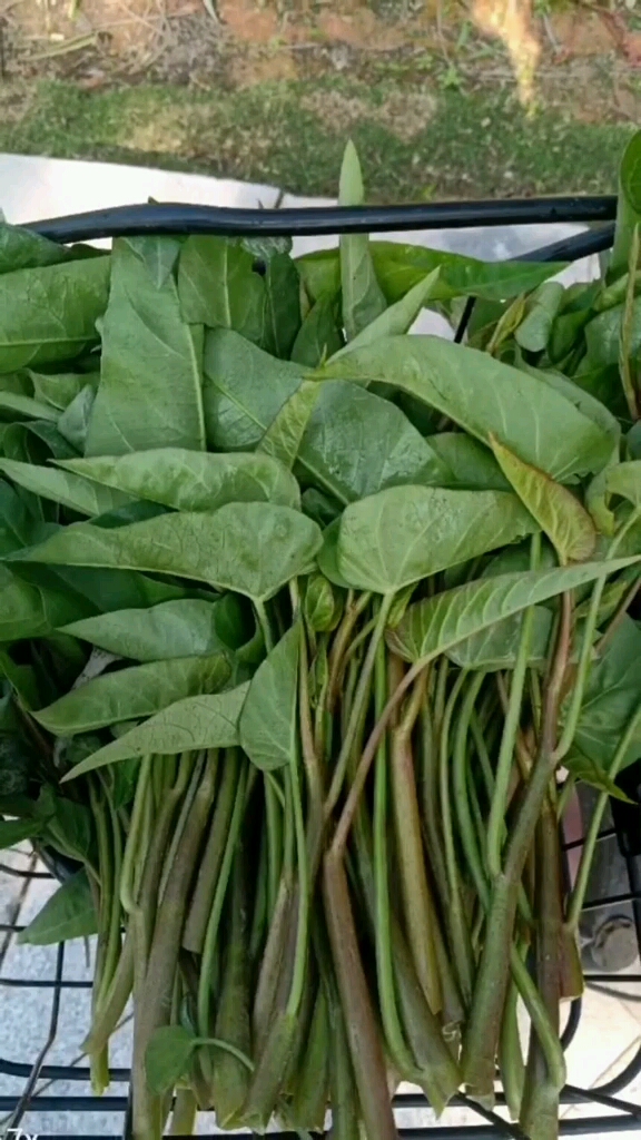 今天摘了很野生空心菜