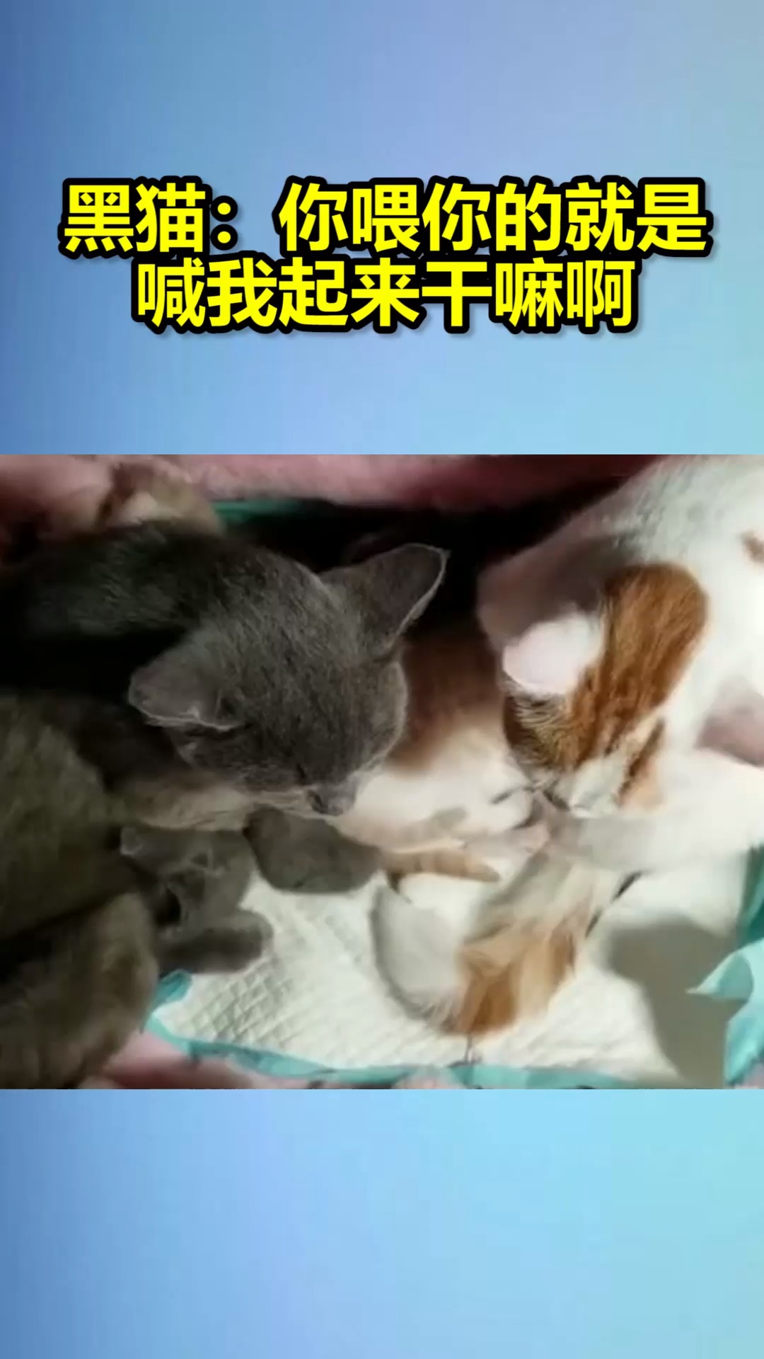 我要上热门黑猫你喂你的就是喊我起来干嘛啊