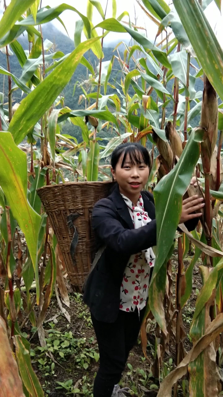 回家掰玉米的山里姑娘大丰收了