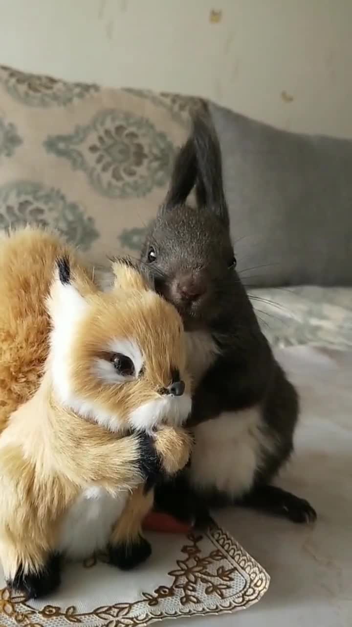 傻乎乎的小动物要是信任你把你当做好朋友的话就会当着你的面露出小手