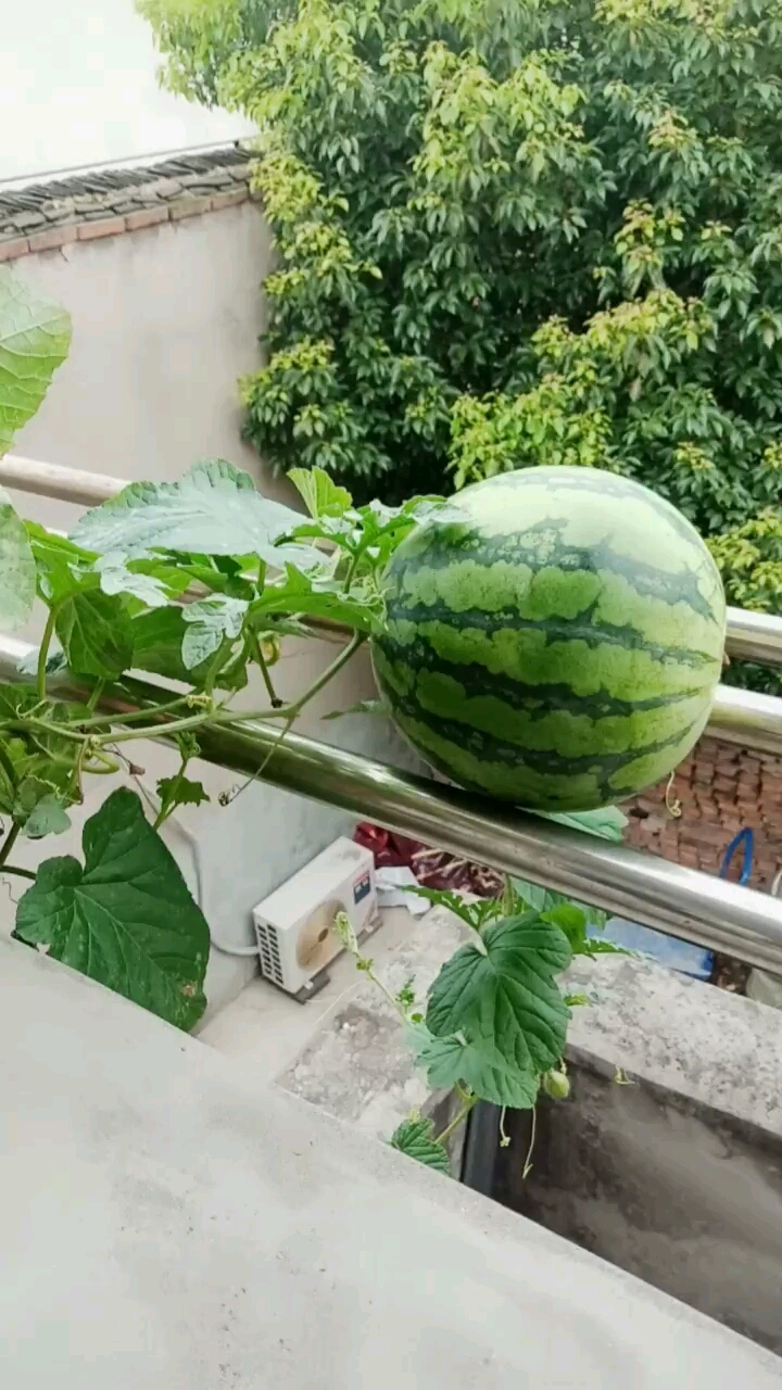 在阳台上种了个西瓜,满满的自豪感