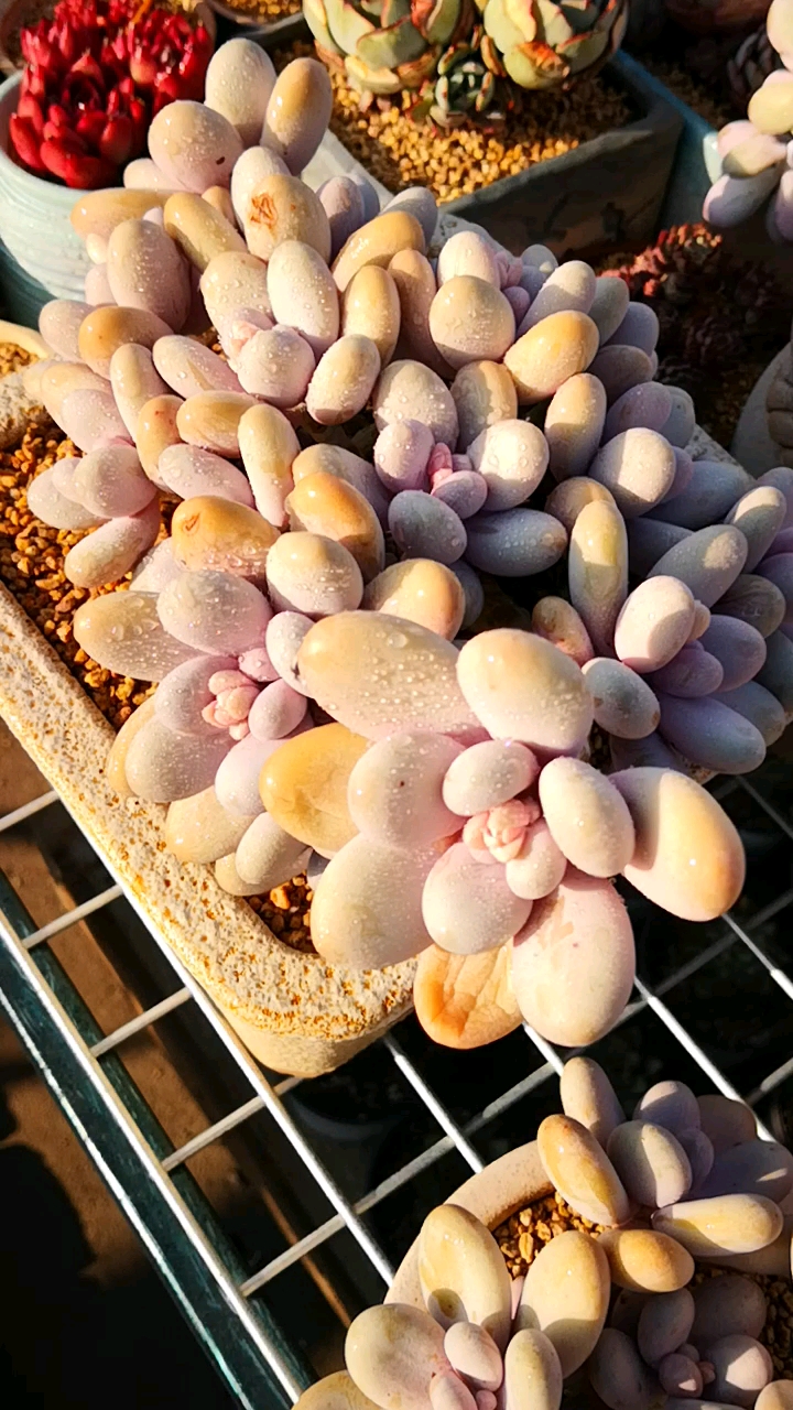 有一种可爱叫多肉!