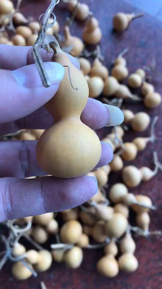 世上不可能再找到比这更小的葫芦了