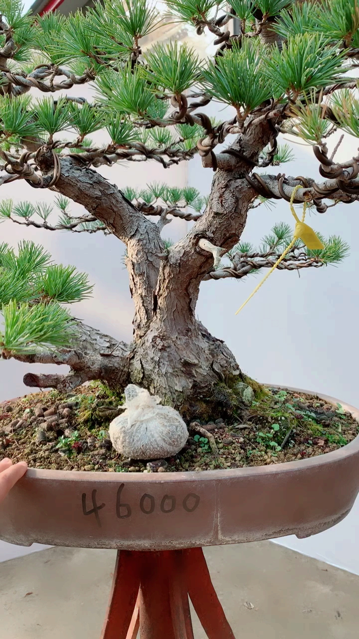 千奇百怪盆景桩#一本多杆