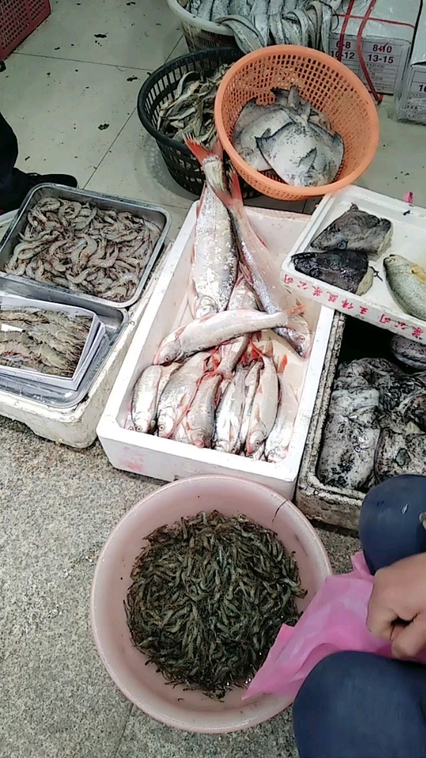 撅嘴鲢 大的25元/斤,小的13元/斤