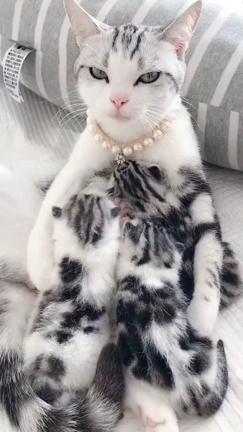 贵妇本妇,即使生了三只猫宝宝,也要当一个优雅高贵的宝妈