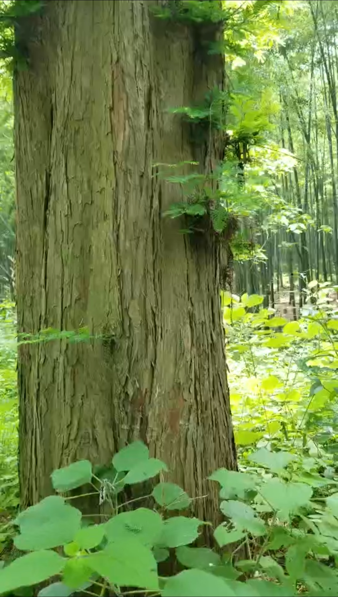 顶天立地,好大一棵树