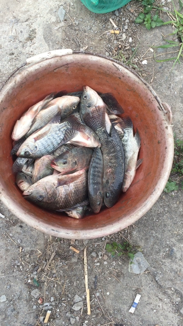 新年收获 满满一桶鱼 祝大家年年有鱼