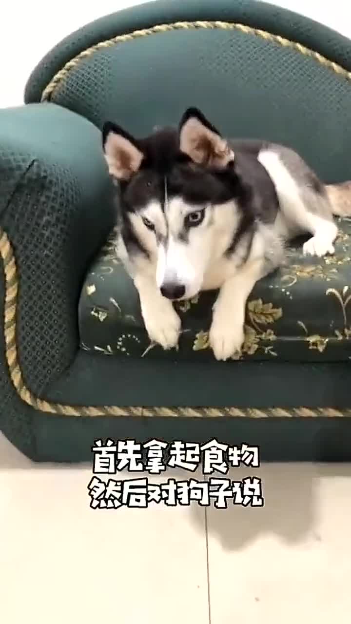 二哈:一块肉就想让我喊爹,你真想多了