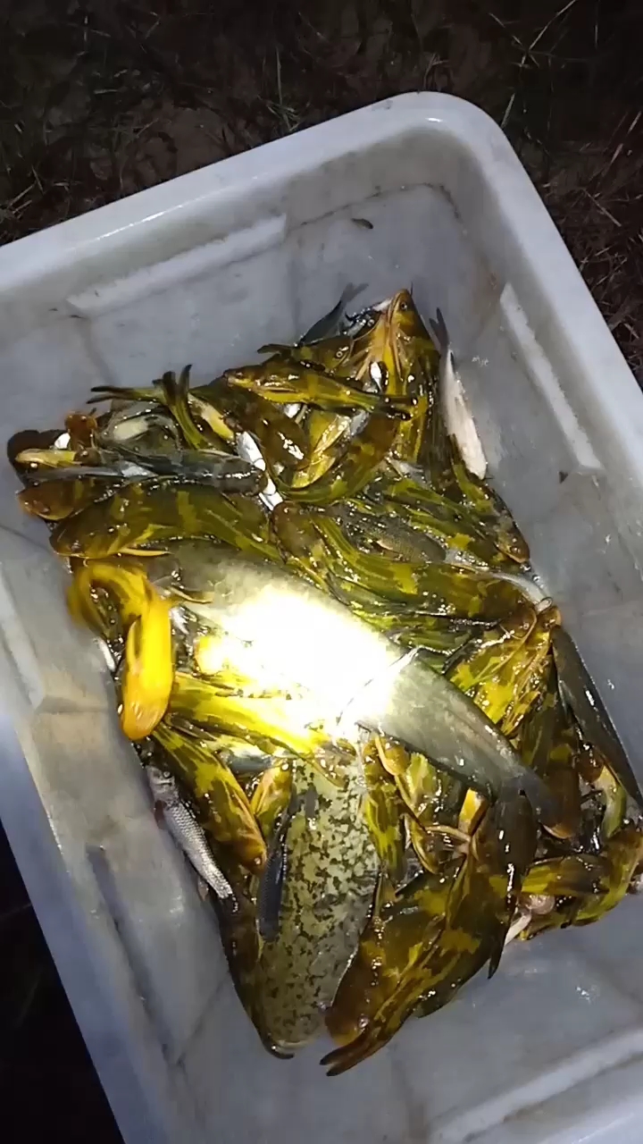 黄拉丁鱼可以吗?认为好的朋友给点个红点.谢谢.