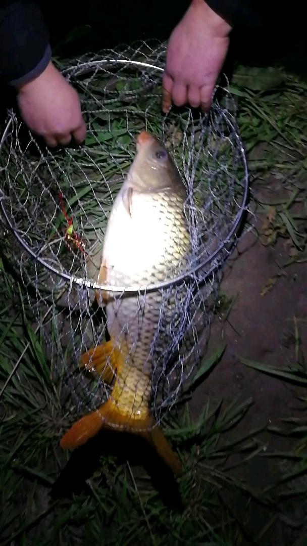 冬天里夜钓的野生鲤鱼一尾!