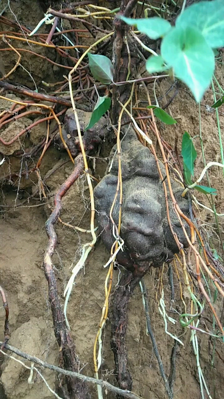 野生何首乌你们见过吗?