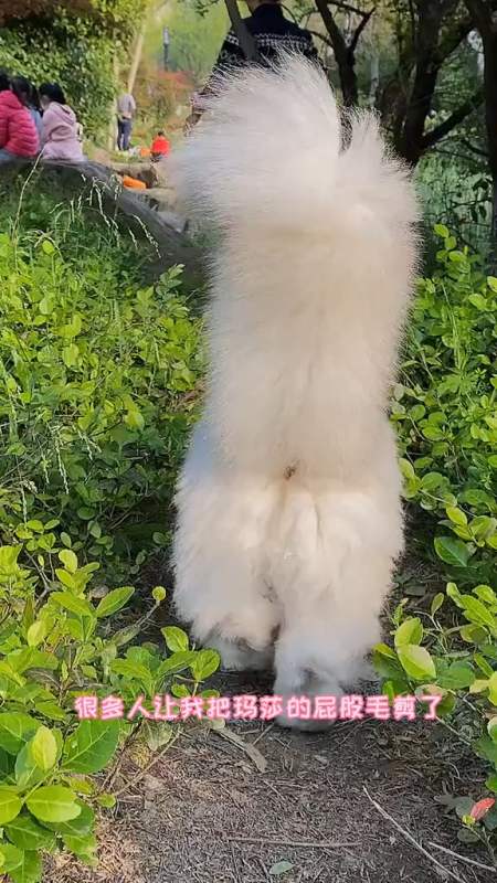 这就是我不肯剪掉,长毛猫屁股毛的真正原因