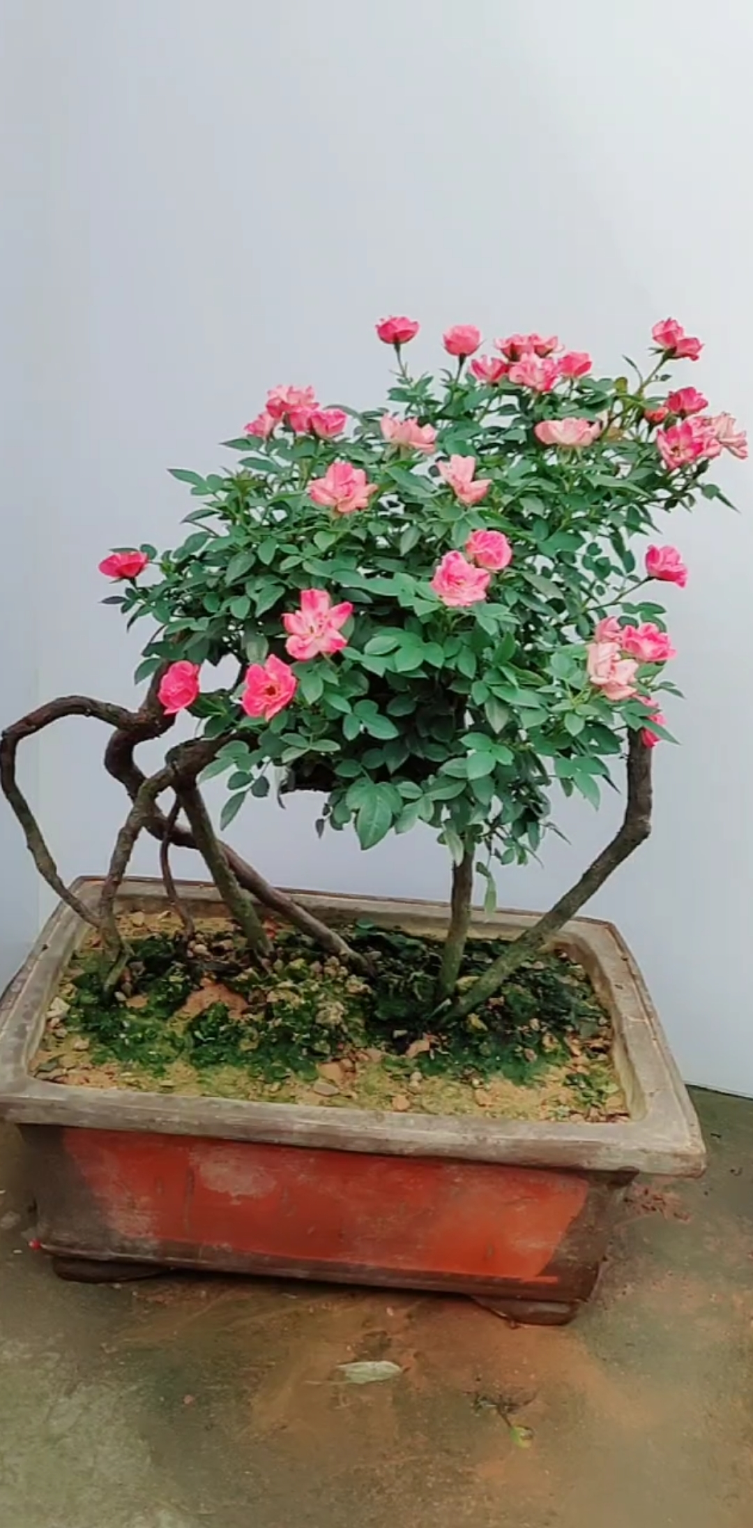 新品种月季盆景老桩