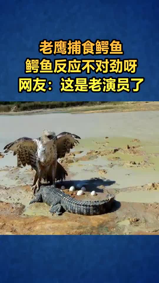 老鹰捕食鳄鱼为啥鳄鱼一动不动呢