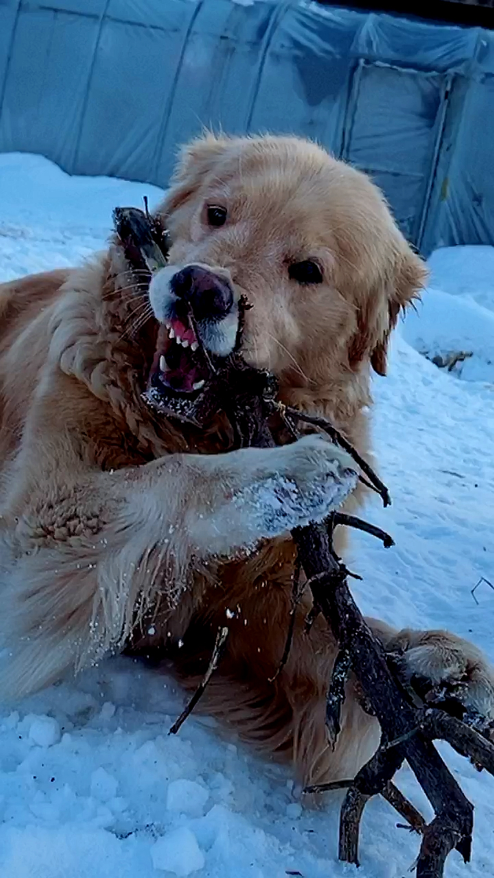 我家萌宠成精啦#金毛把木头当骨头啃