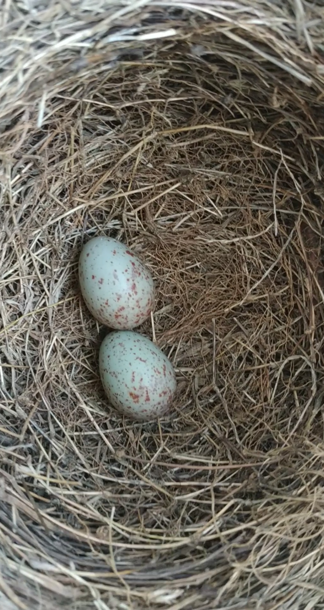 #乌鸫繁殖#第二颗鸟蛋出现了,乌鸫每天下一颗蛋