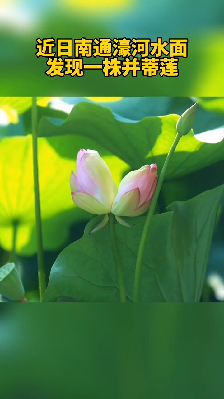 濠河水面发现一支并蒂莲,遗传机制尚在研究中,不可复制,天然生成概率