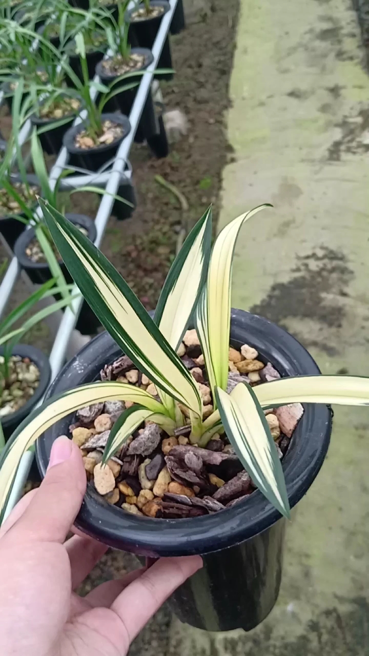 达摩中透墨兰矮种中透艺