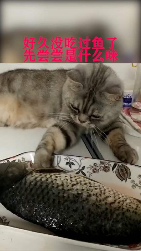 搞笑萌宠#猫咪:我不想吃鱼,只想喝点鱼汤