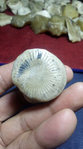 古老的海螺化石#罗布泊地表蛋白原石