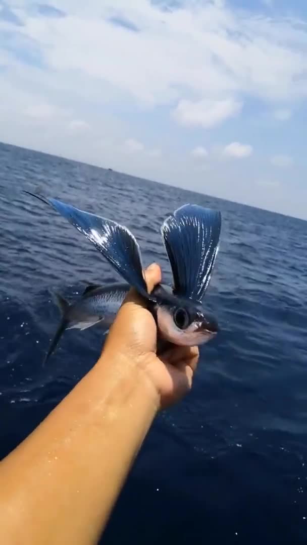 中國南海會飛的魚,有見過的嗎?真讓人大開眼界