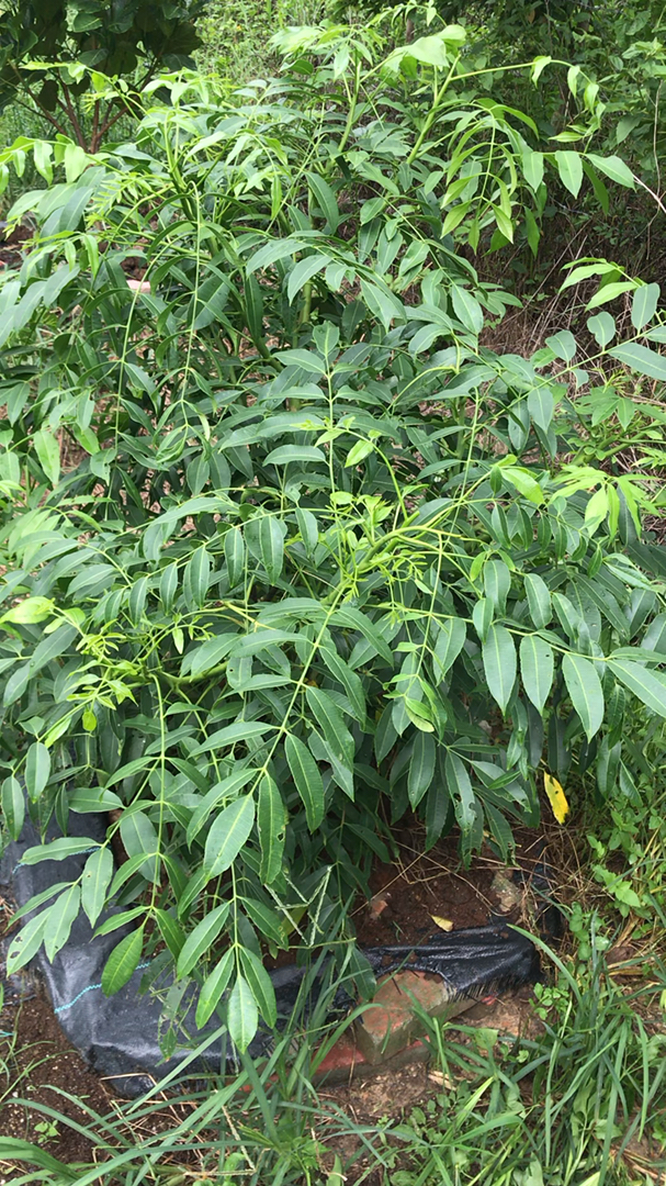 太平洋橄榄可以直接吃,腌制吃.果实带有苹果香气.