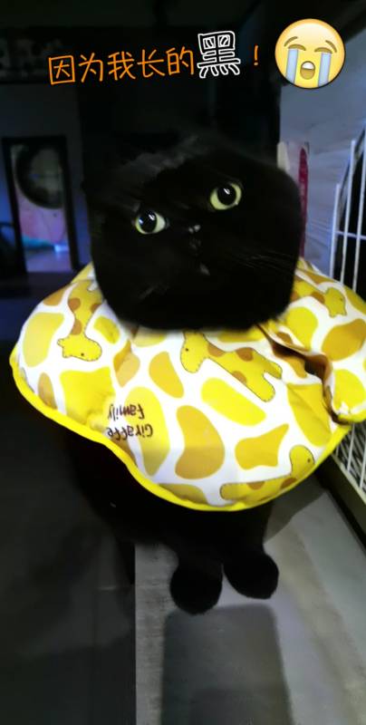 搞笑萌宠#黑喵的烦恼你们知道吗?