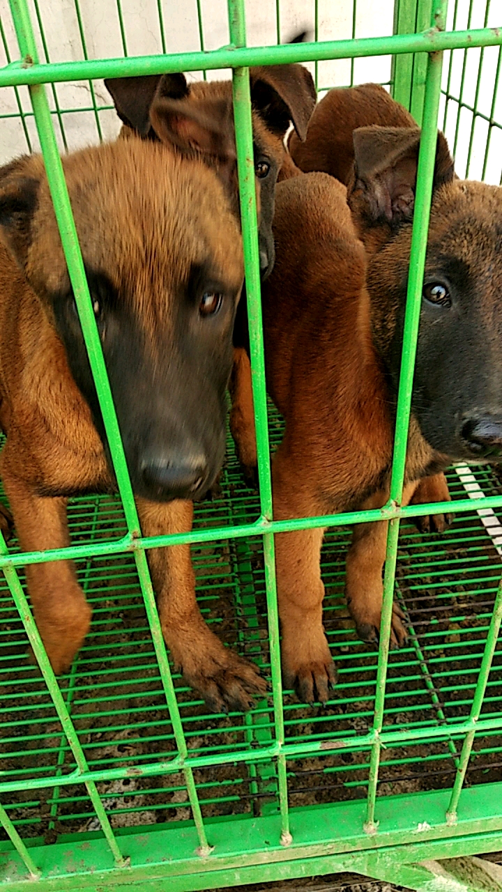 爆红马犬不立耳是缺点吗