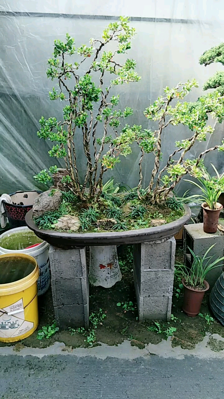 丛林式,瓜子黄杨,镇宅招财