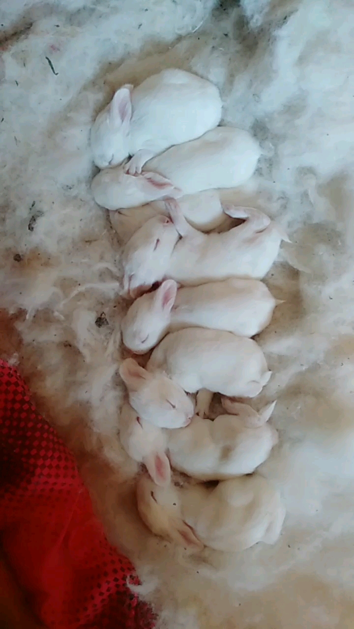 8只小白兔睡觉真整齐