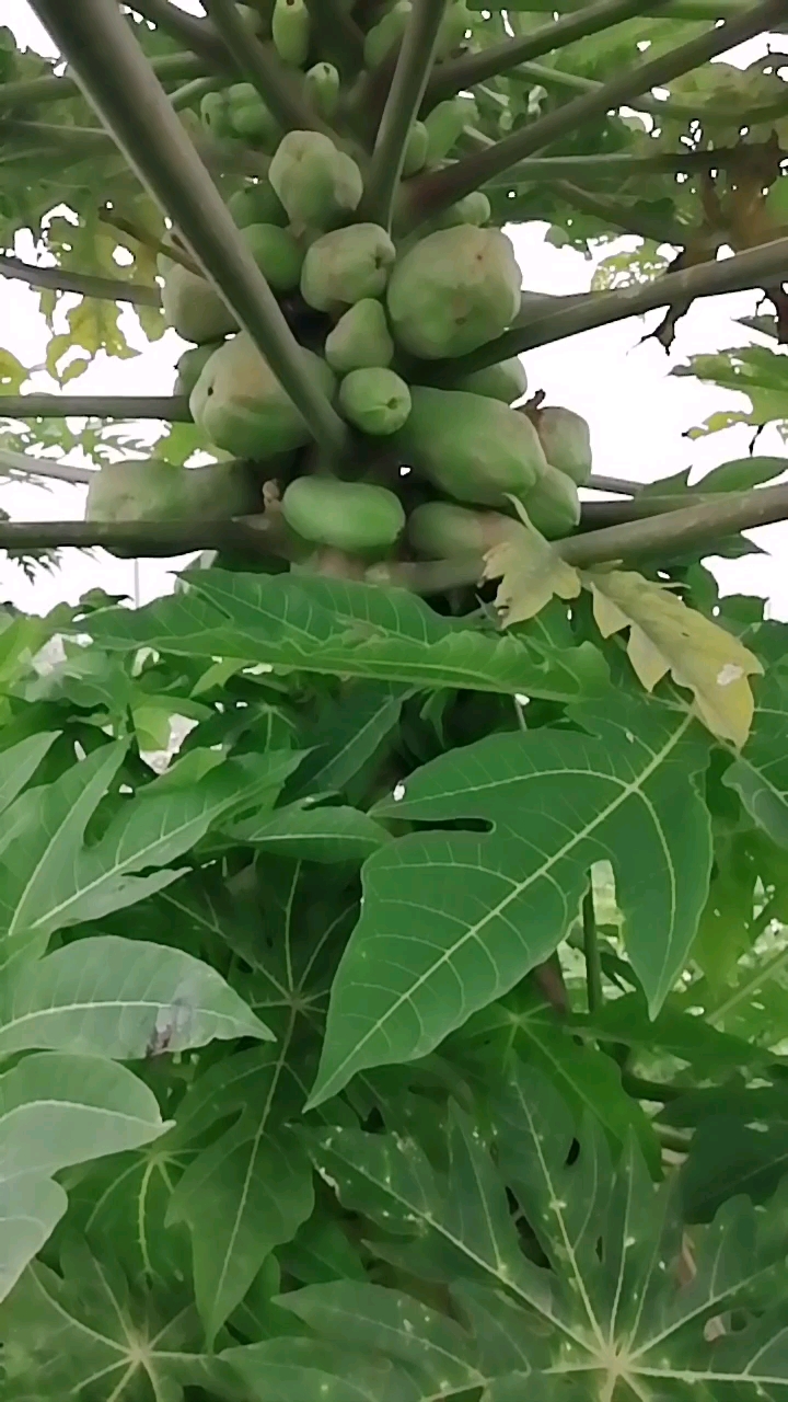 广西天然香木瓜快成熟了.味道不比芒果.口味相同.