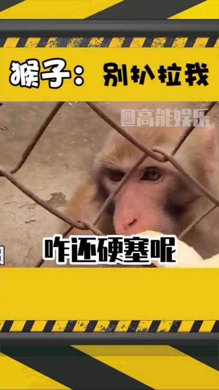猴子被网友连喂三根香蕉后,猴子:把我当猴耍呢?