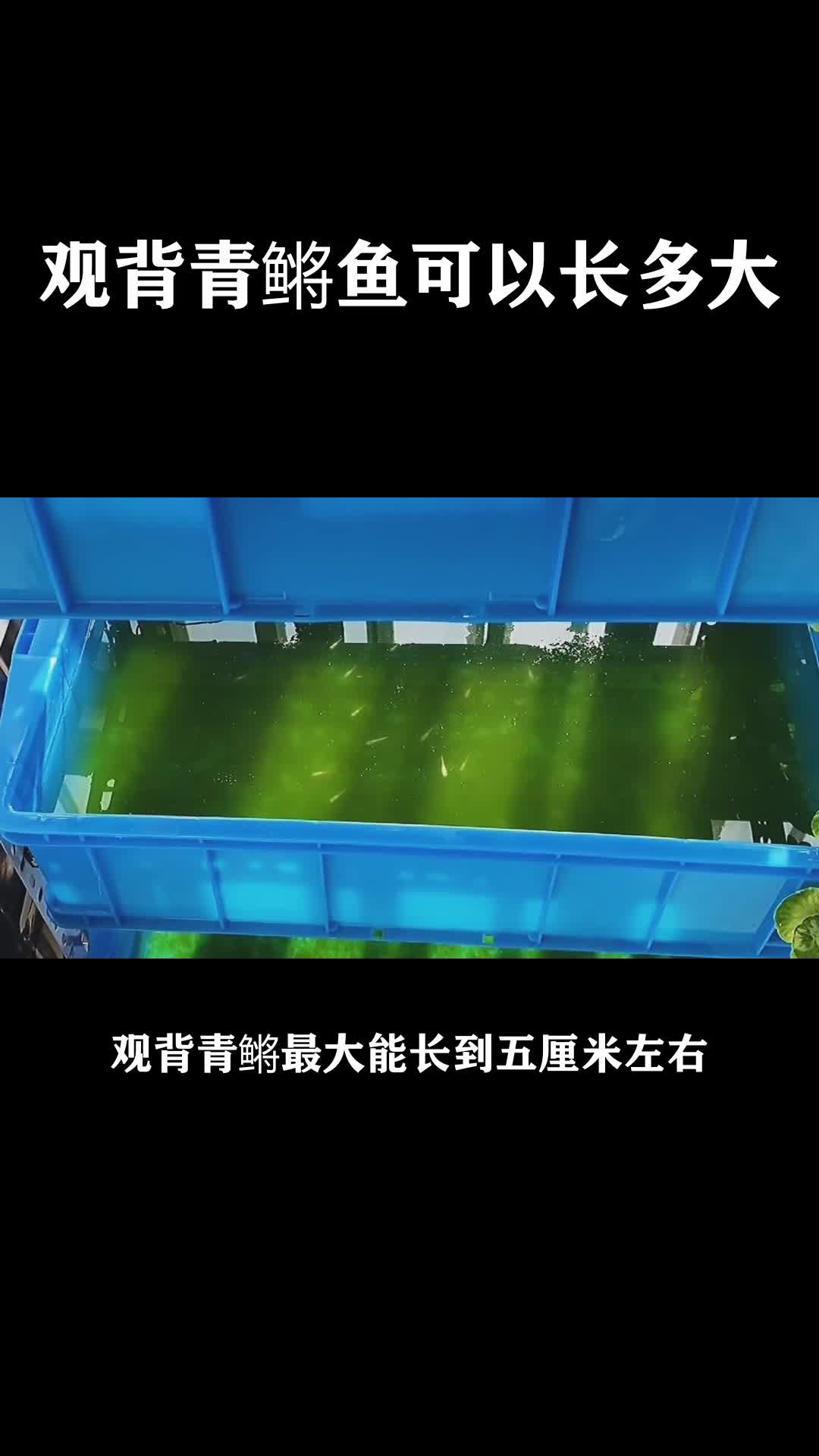学习动物小知识,观背青鳉鱼可以长多大-度小视