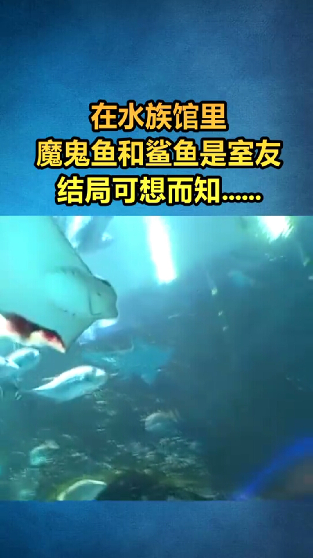 在海洋馆,魔鬼鱼和鲨鱼混养在一起