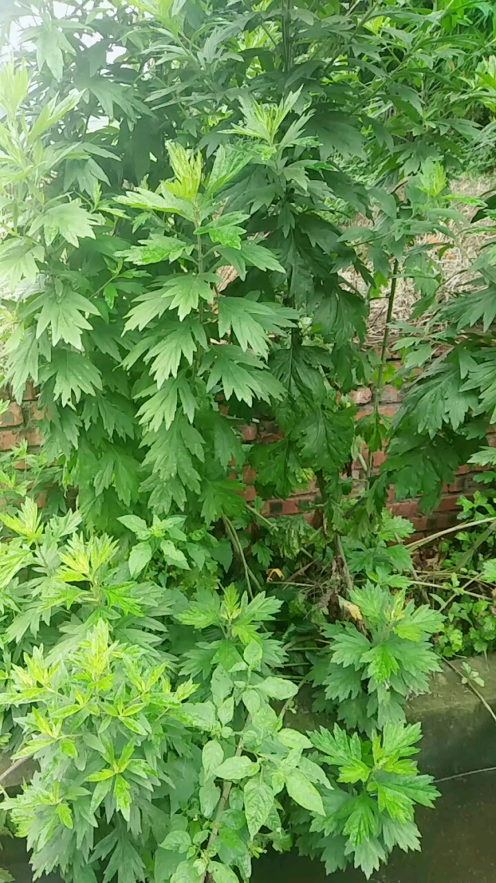 我家的艾草,树哈哈哈