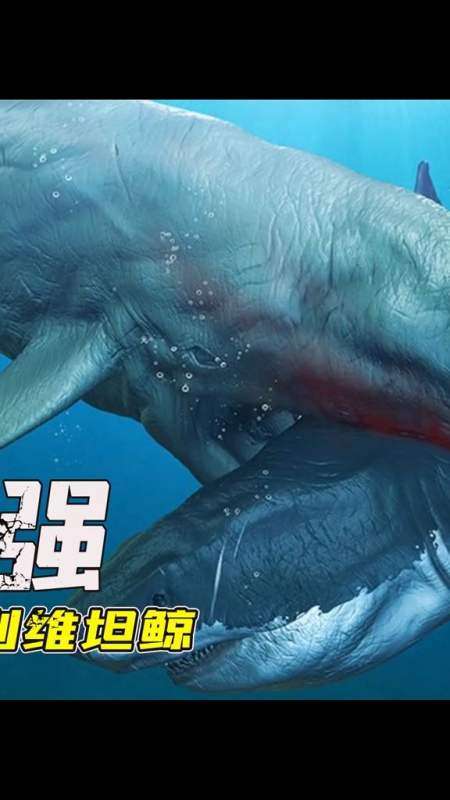 巨齿鲨这个体型和攻击力,遇到梅氏利维坦鲸能赢吗?