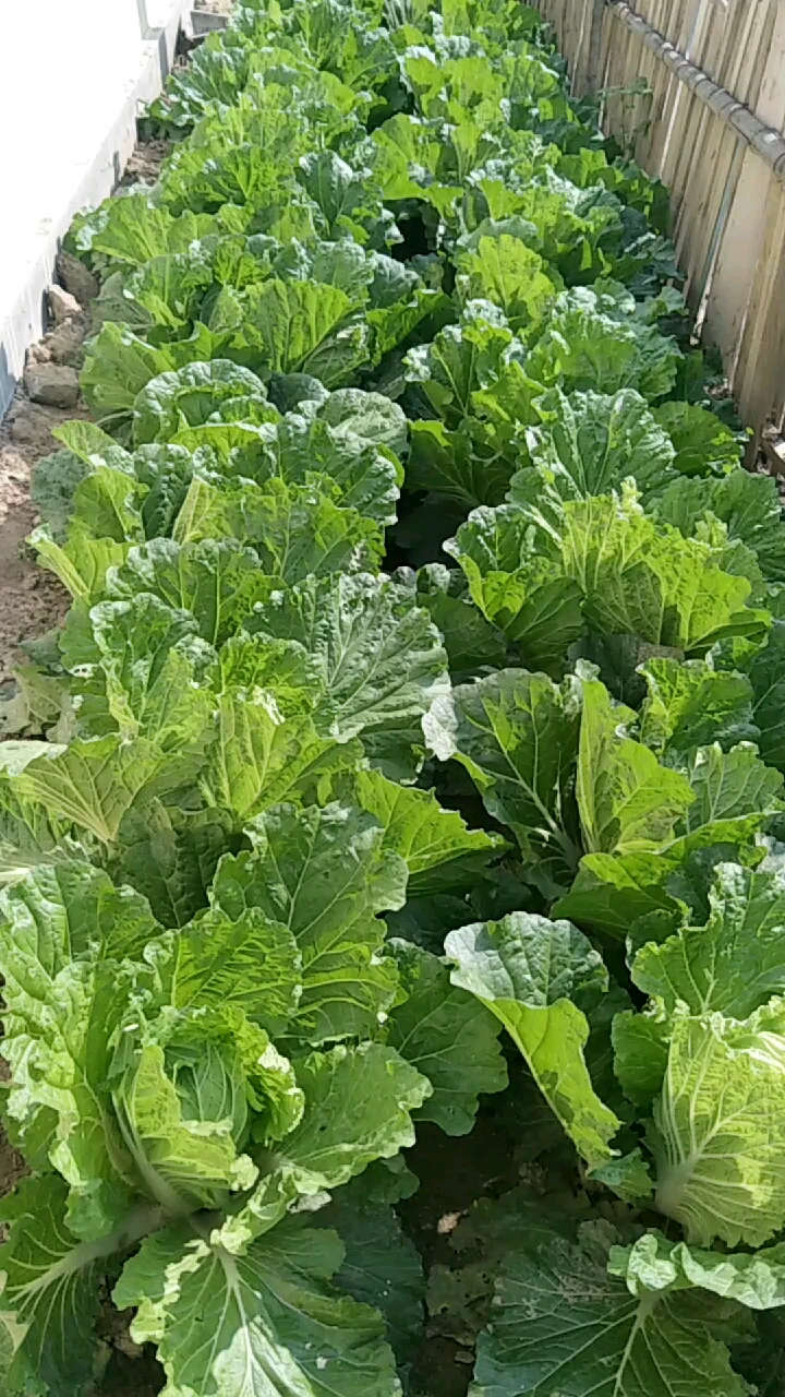 我农村老家的小菜园,白菜长的真好